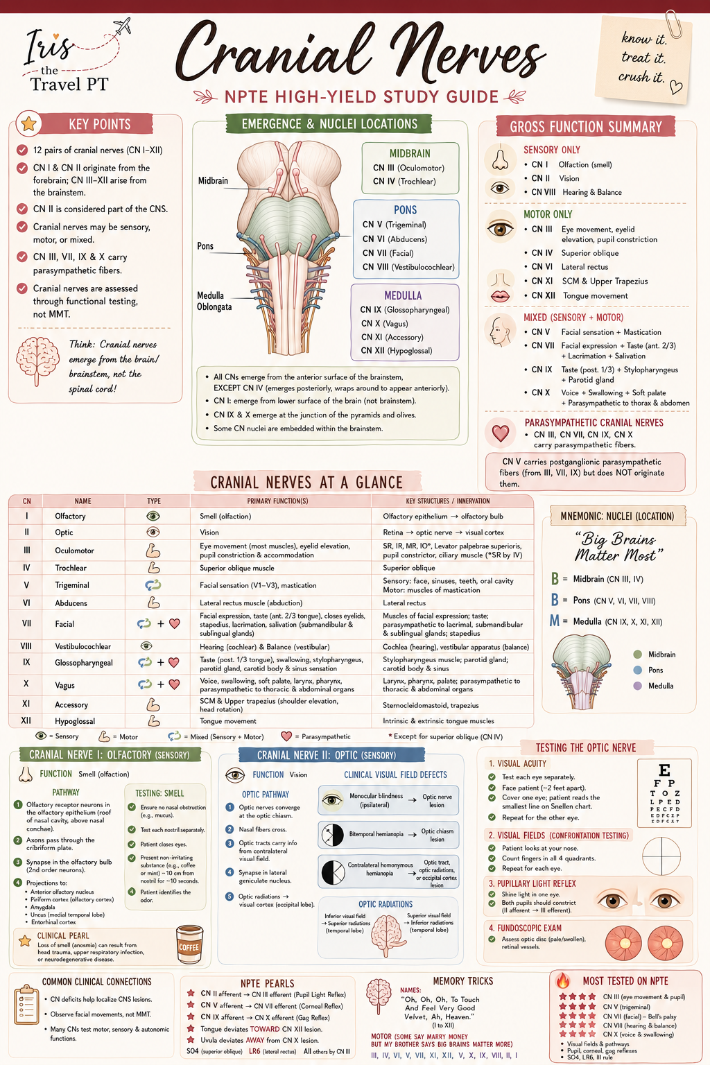 Cranial Nerves Study Guide
