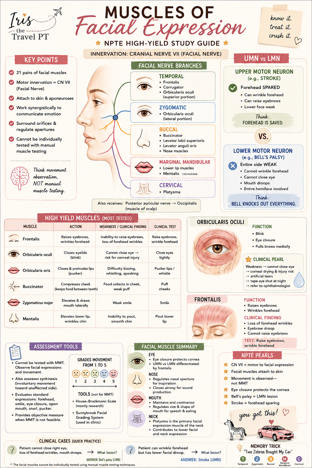 Muscles of Facial Expression Study Guide