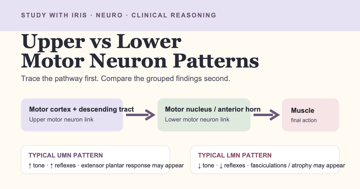 Upper vs Lower Motor Neuron Patterns: A Visual Study Guide